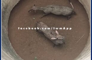 Two Nilgai fell in the well were pulled out safely