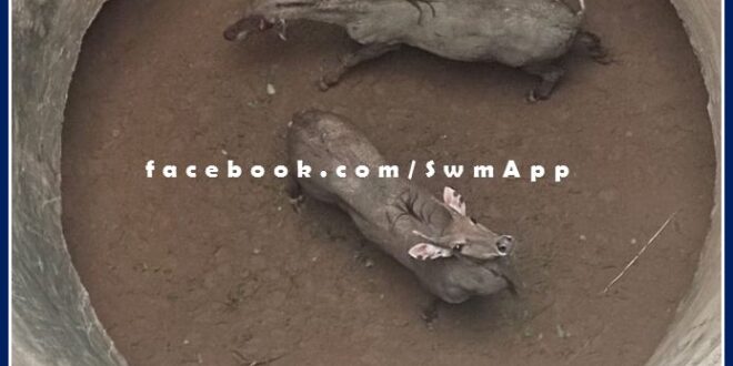 Two Nilgai fell in the well were pulled out safely