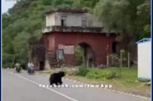 bear came out of the Ranthambore forest area and came on the road in khandar
