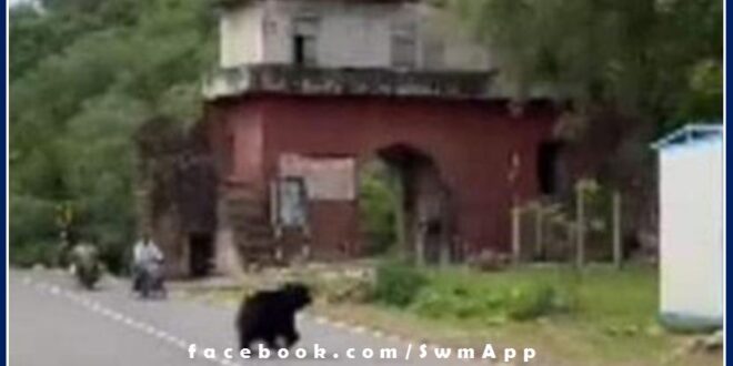 bear came out of the Ranthambore forest area and came on the road in khandar