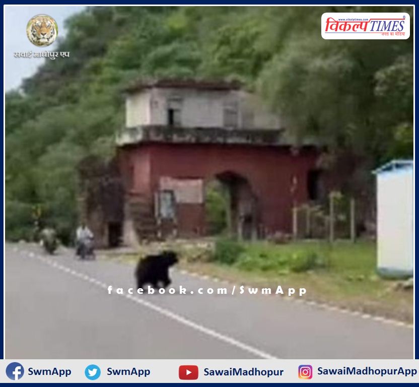 bear came out of the Ranthambore forest area and came on the road in khandar
