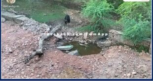 bear was seen quenching thirst near khandar Bodal village