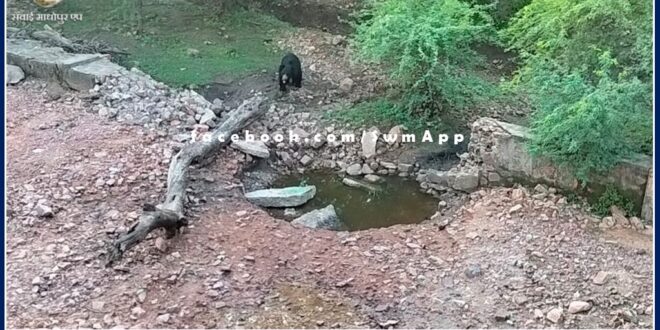 bear was seen quenching thirst near khandar Bodal village