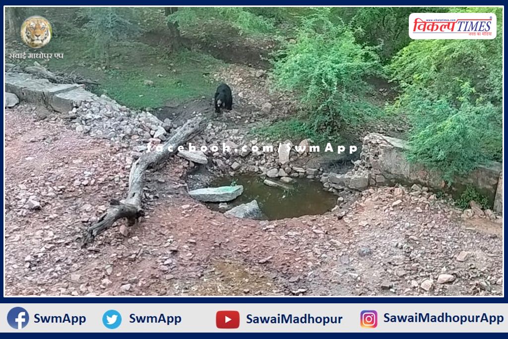 bear was seen quenching thirst near khandar Bodal village