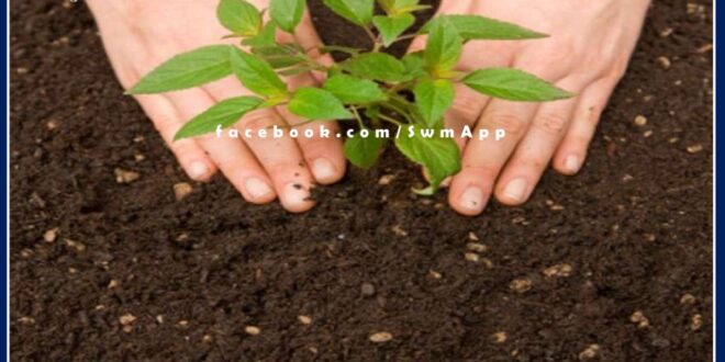 Plantation done under Amrit Mahotsav in sawai madhopur