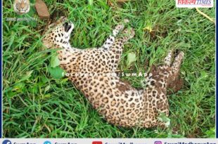 female panther cub died due to electrocution