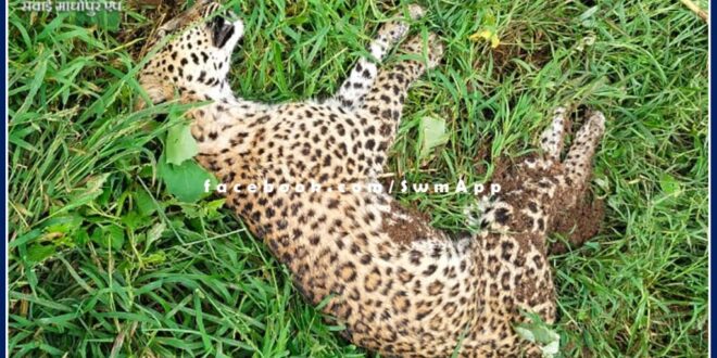 female panther cub died due to electrocution