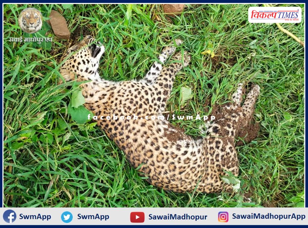 female panther cub died due to electrocution