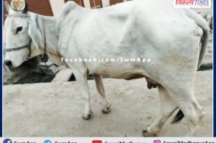 14 cows died in 1 week due to lumpi virus in shiwad sawai madhopur