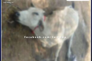 Anger among villagers due to lack of measures to prevent lumpi virus in bonli sawai madhopur