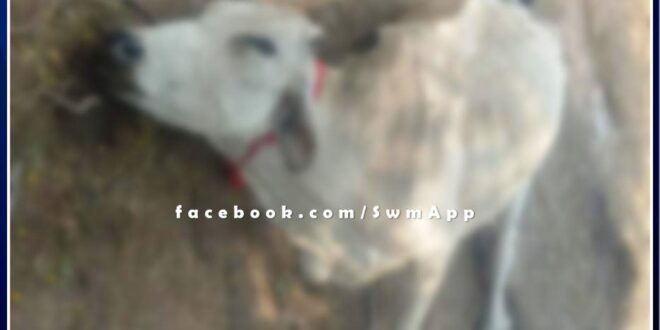 Anger among villagers due to lack of measures to prevent lumpi virus in bonli sawai madhopur