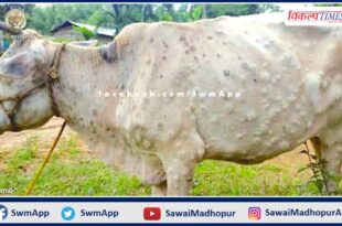 Animal Husbandry Department ready to save cows from lumpi disease In Sawai Madhopur