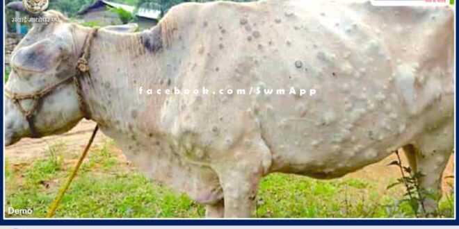 Animal Husbandry Department ready to save cows from lumpi disease In Sawai Madhopur