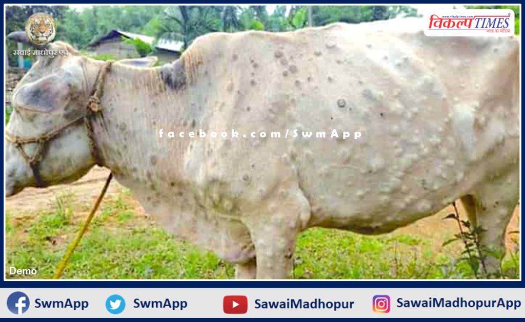 Animal Husbandry Department ready to save cows from lumpi disease In Sawai Madhopur