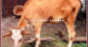 Cow affected by lumpy virus, increased problem of animal eyelashes in sawai madhopur