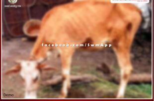Cow affected by lumpy virus, increased problem of animal eyelashes in sawai madhopur