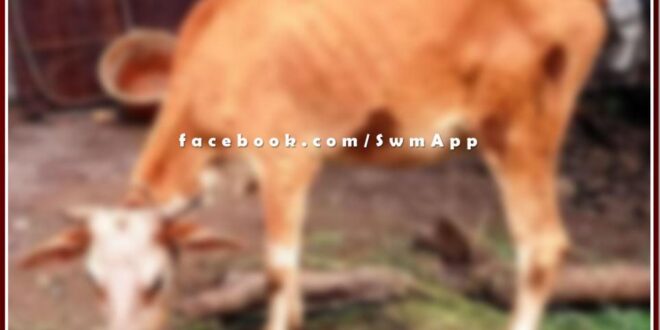 Cow affected by lumpy virus, increased problem of animal eyelashes in sawai madhopur