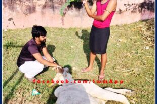Dead cows due to lumpy Virus lying in the paths