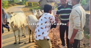 Gayatri family fed indigenous medicine to sick cows in sawai madhopur