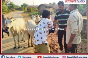 Gayatri family fed indigenous medicine to sick cows in sawai madhopur