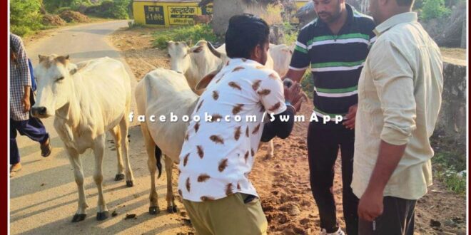 Gayatri family fed indigenous medicine to sick cows in sawai madhopur