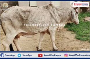 Lumpy Virus havoc in cattle
