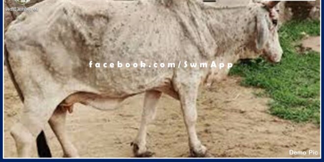 Lumpy Virus havoc in cattle