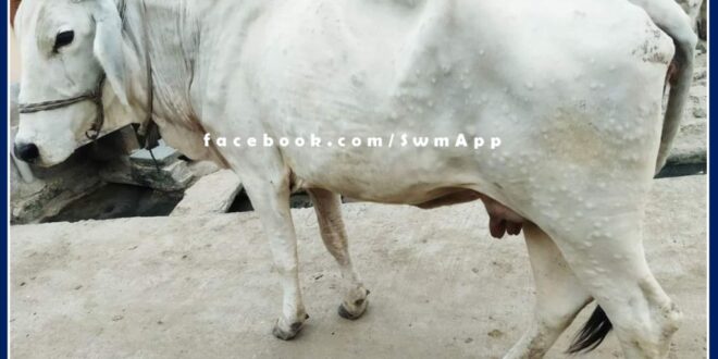 Lumpy virus outbreak increasing in cattle