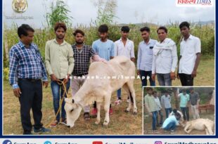 Treatment of cows with the help of forest department and youth in sawai madhopur