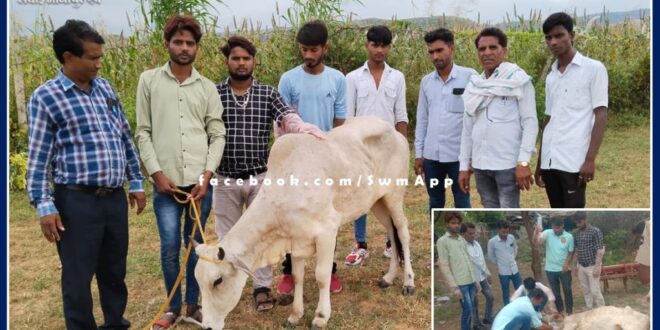 Treatment of cows with the help of forest department and youth in sawai madhopur