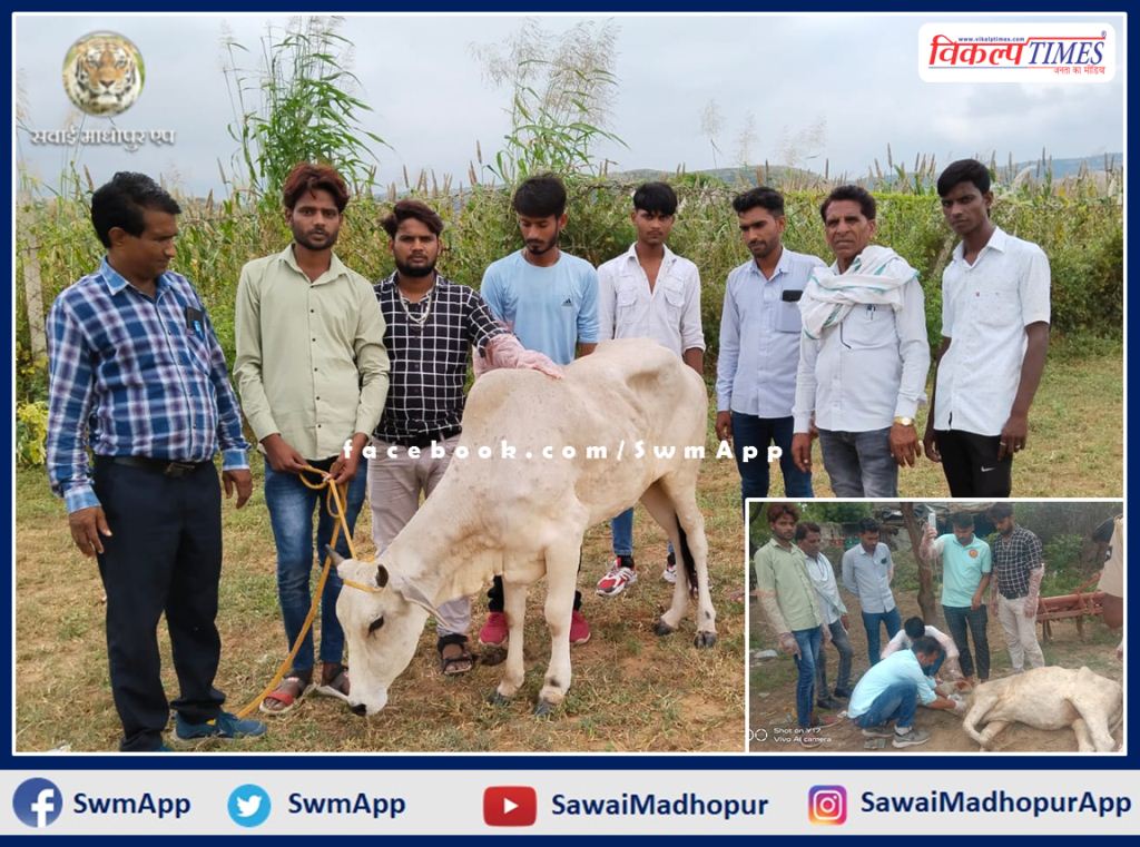 Treatment of cows with the help of forest department and youth in sawai madhopur