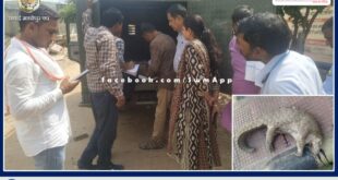 pangolin found dead on road lalsot-kota mega highway sawai madhopur