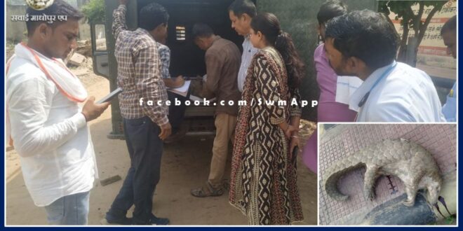pangolin found dead on road lalsot-kota mega highway sawai madhopur