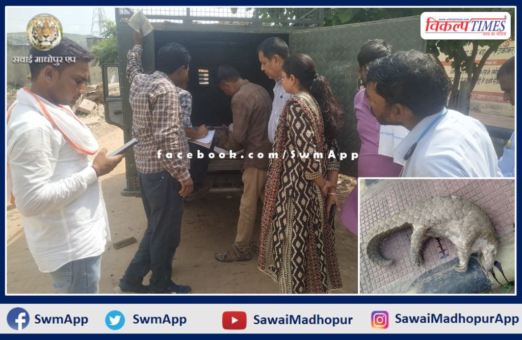 pangolin found dead on road lalsot-kota mega highway sawai madhopur