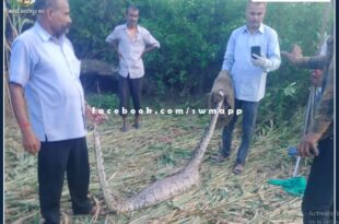 python came to Karmoda sawai madhopur