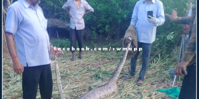 python came to Karmoda sawai madhopur