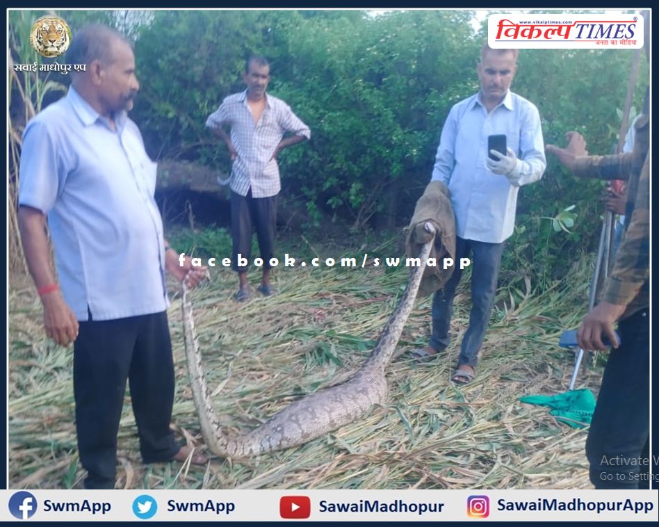 python came to Karmoda sawai madhopur