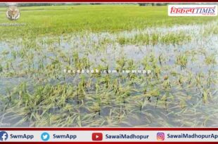 Insured farmers affected due to untimely rains should complain in 72 hours