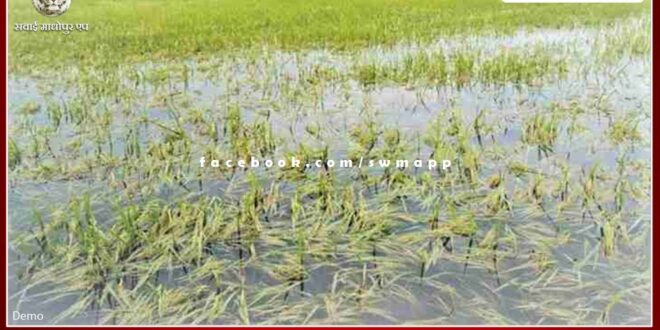 Insured farmers affected due to untimely rains should complain in 72 hours