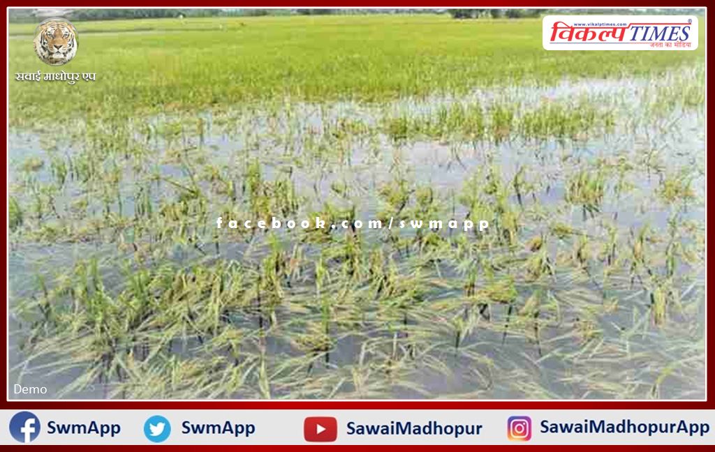 Insured farmers affected due to untimely rains should complain in 72 hours