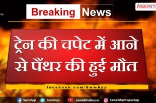 Panther dies after being hit by train in sawai madhopur