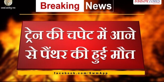 Panther dies after being hit by train in sawai madhopur