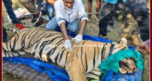 Ranthambore Tiger Project Male tiger T-113 of Sawai Madhopur off for Sariska tiger reserve