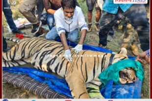 Ranthambore Tiger Project Male tiger T-113 of Sawai Madhopur off for Sariska tiger reserve