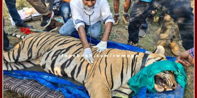 Ranthambore Tiger Project Male tiger T-113 of Sawai Madhopur off for Sariska tiger reserve