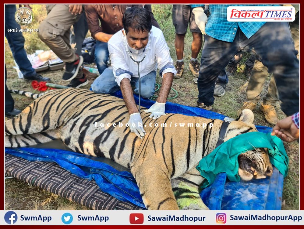 Ranthambore Tiger Project Male tiger T-113 of Sawai Madhopur off for Sariska tiger reserve