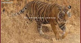 Tiger T - 113 was tranquilized in ranthambore national park