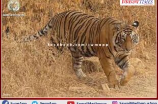 Tiger T - 113 was tranquilized in ranthambore national park