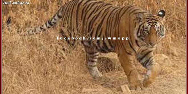 Tiger T - 113 was tranquilized in ranthambore national park