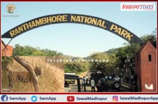 Two tigers will shift from Ranthambore National Park to Sariska and Mukundra Sanctuary